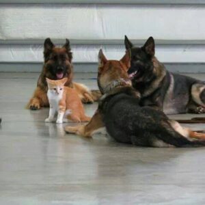 german shepherd surrounded a cat 
